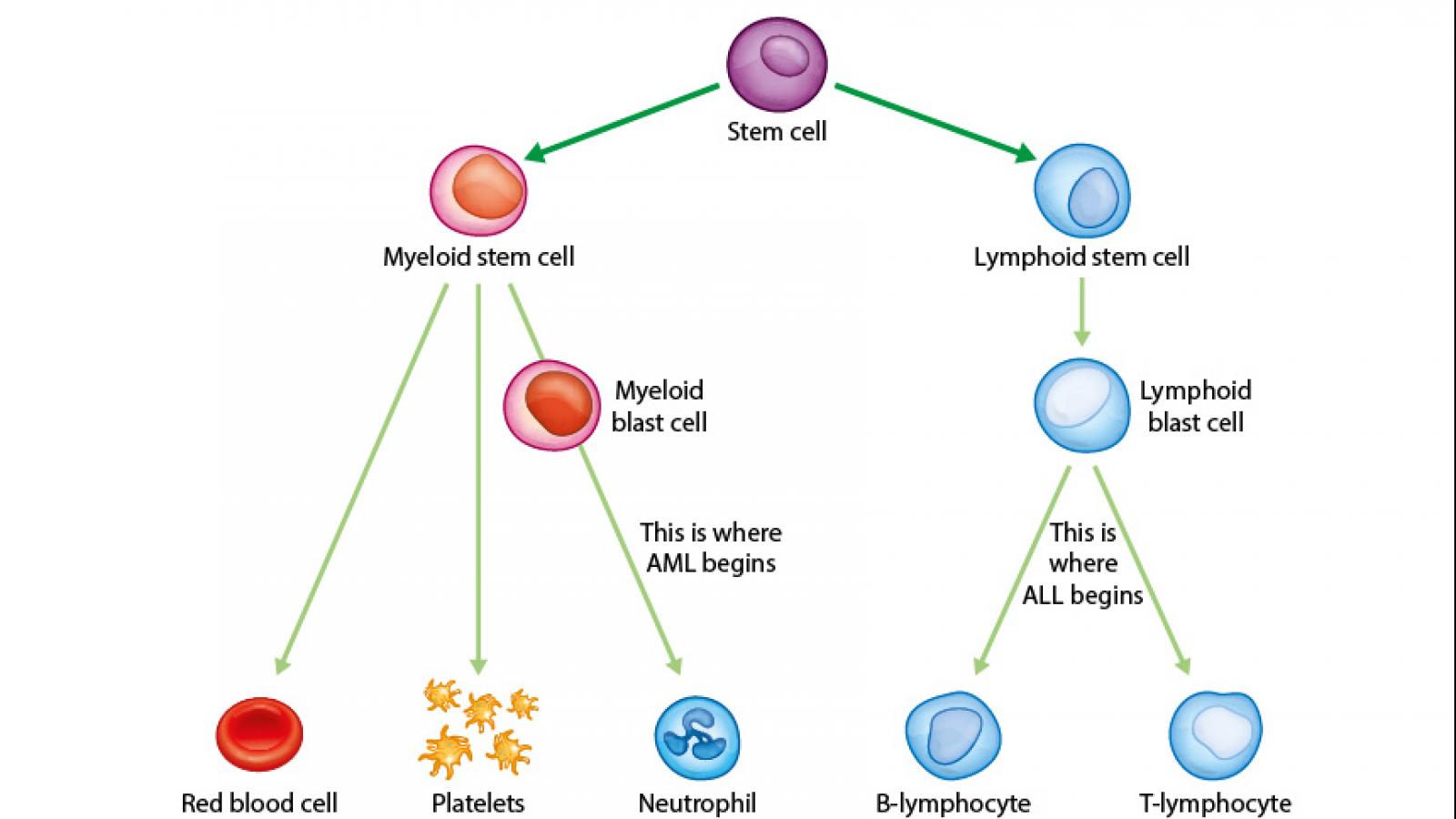 Leukemia Cell Diagram